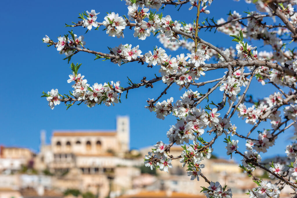 Frühlingsreise nach Mallorca - Slide 1